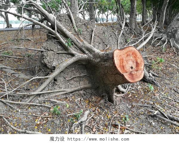 老树桩砍树或破碎的树